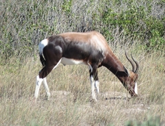 Damaliscus pygargus pygargus