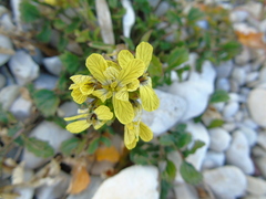 Enarthrocarpus arcuatus