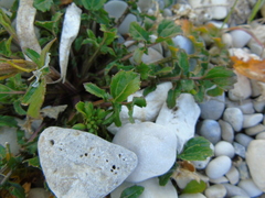 Enarthrocarpus arcuatus