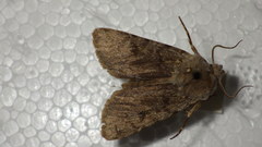 Agrotis simplonia
