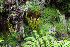 Phlegmariurus dentatus