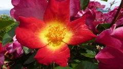 Rosa gallica