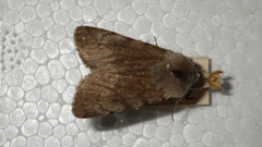 Agrotis simplonia