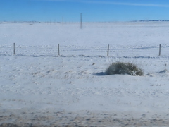 Yucca glauca