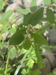 Euphorbia hypericifolia