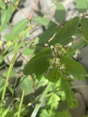 Euphorbia hypericifolia