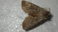 Agrotis simplonia
