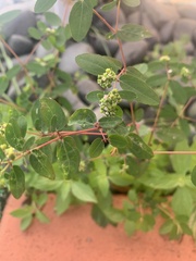 Euphorbia hypericifolia