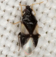 Orius tristicolor