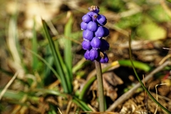 Muscari botryoides