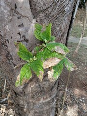 Chrysothemis friedrichsthaliana