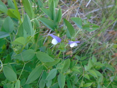 Vicia bithynica