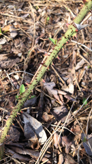 Smilax tamnoides