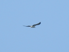 Haliaeetus leucogaster