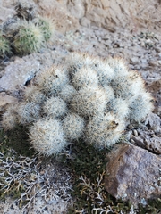 Escobaria organensis