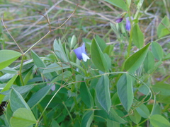 Vicia bithynica
