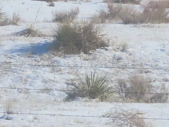 Yucca glauca
