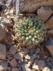 Mammillaria meiacantha