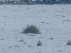 Yucca glauca