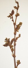 Polygonum erectum