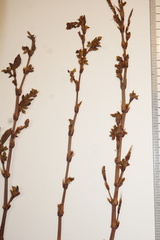 Polygonum erectum