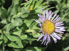 Erigeron glabellus