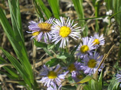 Erigeron glabellus
