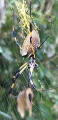 Trichonephila clavipes