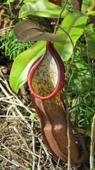 Nepenthes sanguinea