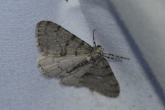 Phigalia strigataria