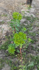 Euphorbia helioscopia