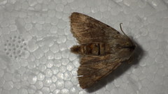 Agrotis simplonia