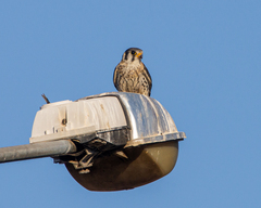 Falco sparverius cinnamominus