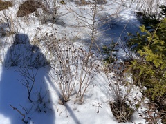Rhododendron canadense