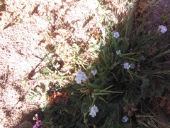 Plagiobothrys collinus californicus