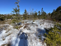 Rhododendron canadense