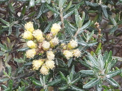 Linochilus rosmarinifolius