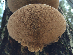 Daedaleopsis confragosa