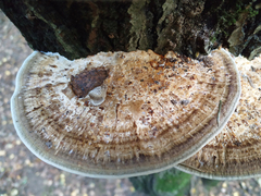 Daedaleopsis confragosa