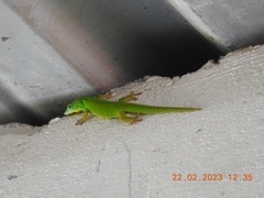 Phelsuma andamanensis