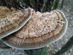 Daedaleopsis confragosa