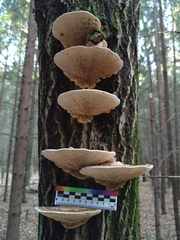 Daedaleopsis confragosa