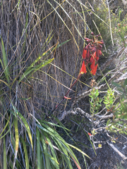 Blandfordia punicea