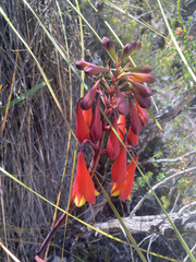 Blandfordia punicea
