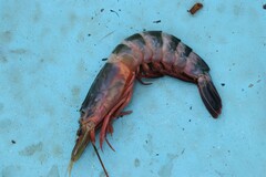 Rimapenaeus byrdi