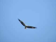 Haliaeetus leucogaster