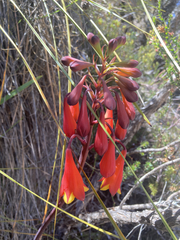 Blandfordia punicea