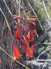 Blandfordia punicea