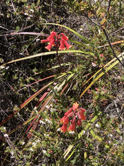 Blandfordia punicea
