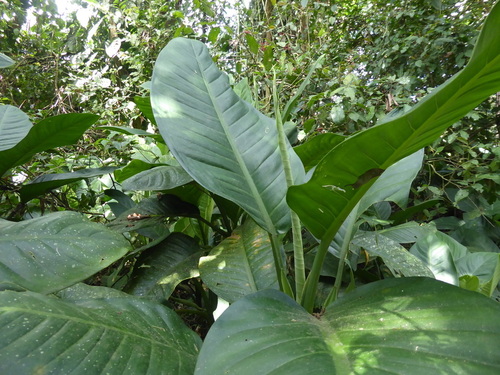 Dieffenbachia oerstedii